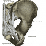 sacroiliac