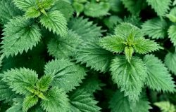 allergies can be helped with nettles