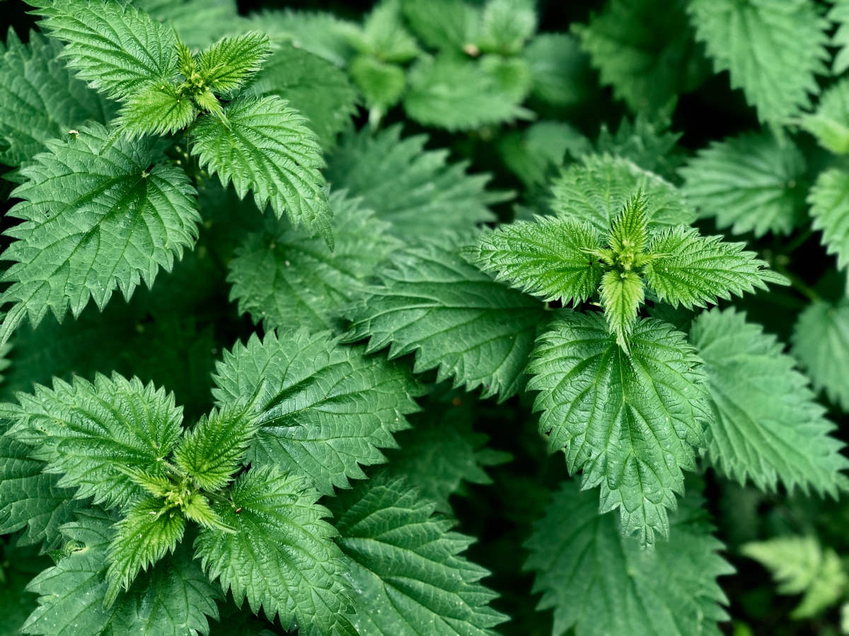 allergies can be helped with nettles