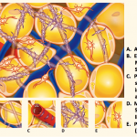 Same-Day Adult Stem Cell Procedure in Portland, Oregon