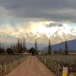 A vineyard near the musculoskeletal conference in Mendoza, Argentina.