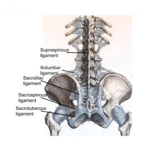 Low Back Pain Treatment Evidence Review: Ultrasound-guided Regenerative ...