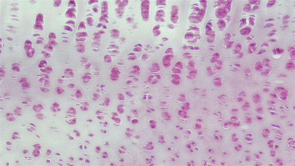 joint articular cartilage developing cells